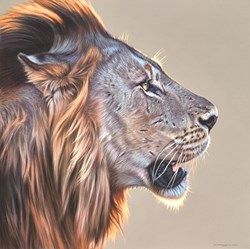 Lion by Darryn Eggleton - Original Drawing on Mounted Paper sized 19x19 inches. Available from Whitewall Galleries