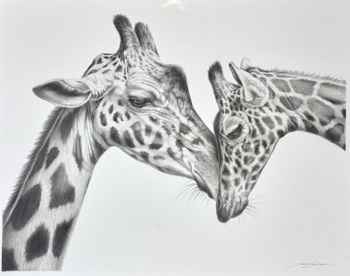 Giraffes In Love Drawing