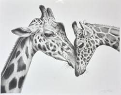 Giraffe Love by Darryn Eggleton - Original Drawing on Mounted Paper sized 13x10 inches. Available from Whitewall Galleries