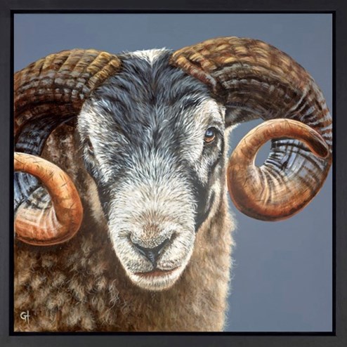 A Ram's Identity by Gina Hawkshaw - Framed Original Painting on Stretched Canvas