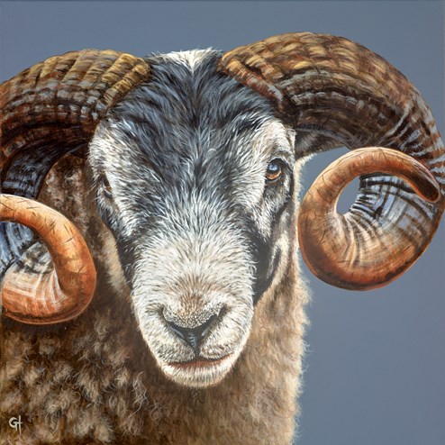 A Ram's Identity by Gina Hawkshaw - Original Painting on Stretched Canvas