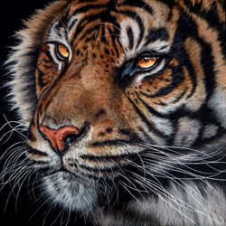Predator by Gina Hawkshaw - Original Painting on Box Canvas sized 36x36 inches. Available from Whitewall Galleries