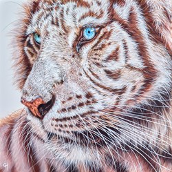 Snow Tiger by Gina Hawkshaw - Original Painting on Box Canvas sized 20x20 inches. Available from Whitewall Galleries