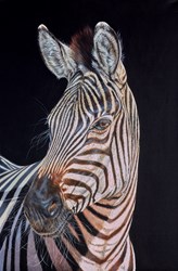 Zebra by Gina Hawkshaw - Original Painting on Stretched Canvas sized 20x30 inches. Available from Whitewall Galleries