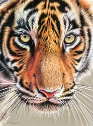 Tiger Eyes by Darryn Eggleton - Original Drawing on Mounted Paper sized 12x16 inches. Available from Whitewall Galleries