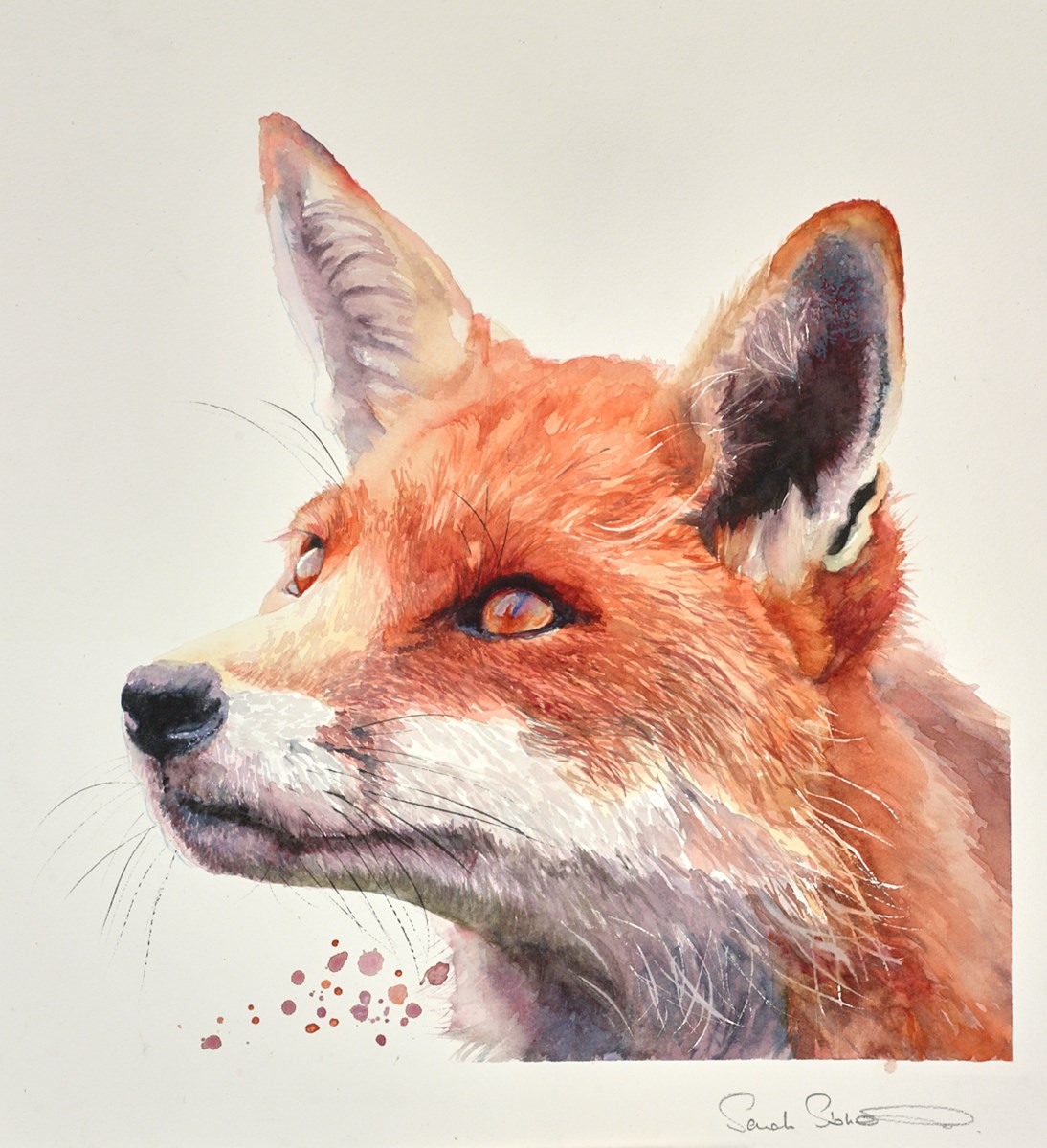 Vixen's Gaze by Sarah Stokes Whitewall Galleries