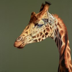 Graceful Curve by Darryn Eggleton - Original Painting on Box Canvas sized 28x28 inches. Available from Whitewall Galleries