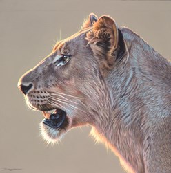 Lioness by Darryn Eggleton - Original Drawing on Mounted Paper sized 19x19 inches. Available from Whitewall Galleries