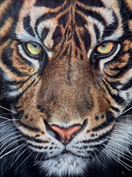 The Tiger's Gaze by Gina Hawkshaw - Original Painting on Stretched Canvas sized 30x40 inches. Available from Whitewall Galleries