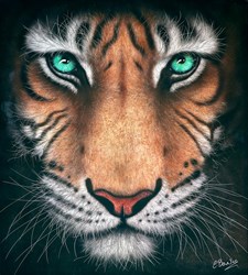 Eye of the Tiger by Colin Banks - Dye Sublimation sized 21x24 inches. Available from Whitewall Galleries
