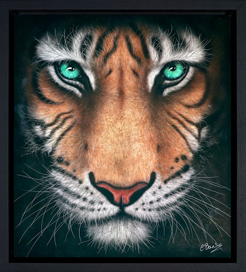 Eye of the Tiger by Colin Banks - Framed Dye Sublimation