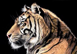 The Wild Side II by Darryn Eggleton - Box Canvas sized 20x14 inches. Available from Whitewall Galleries